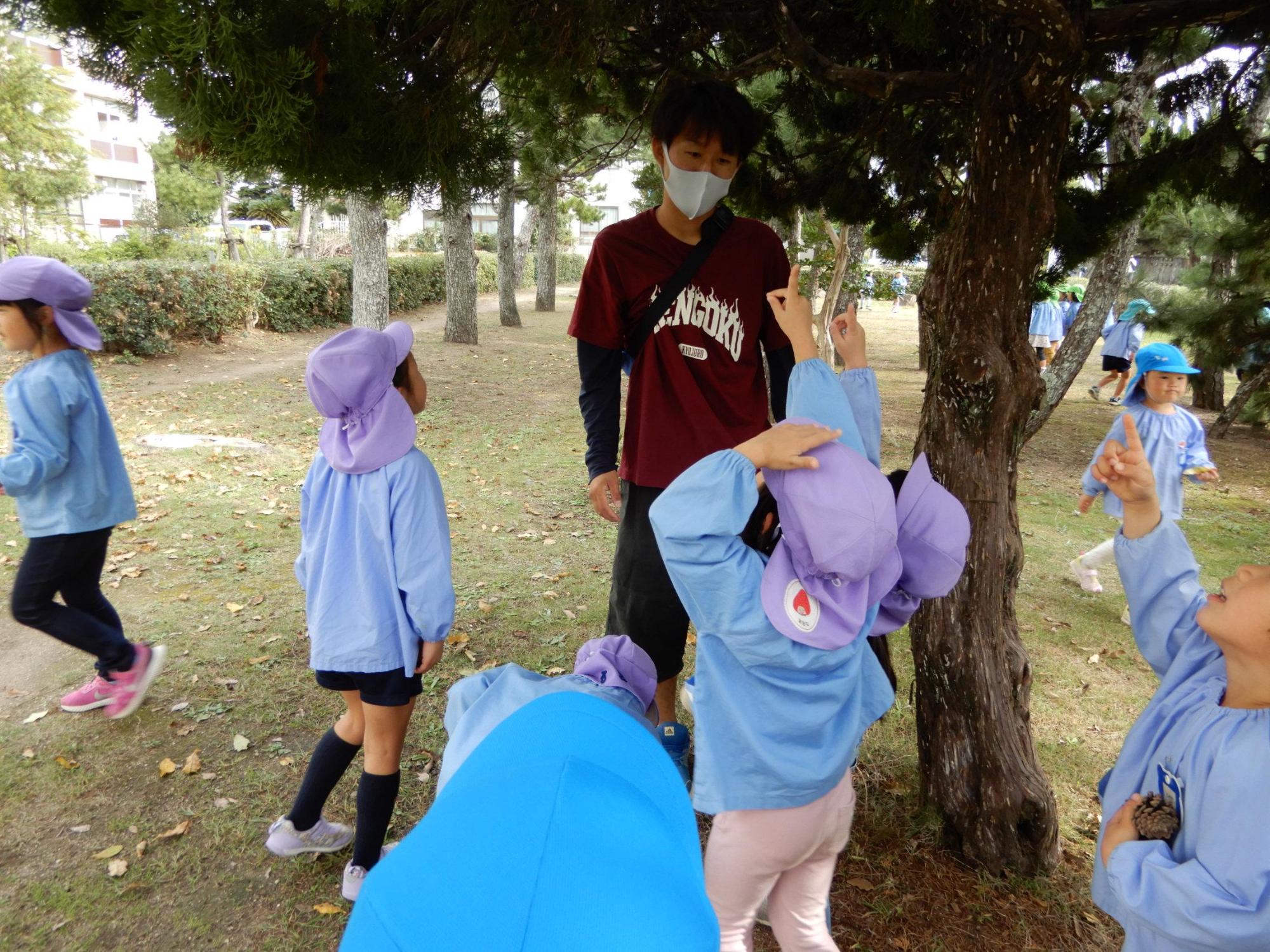 園内に生えている松の前に立っている先生の頭上を右手人差し指で指す4歳児5歳児クラスの園児たちの写真