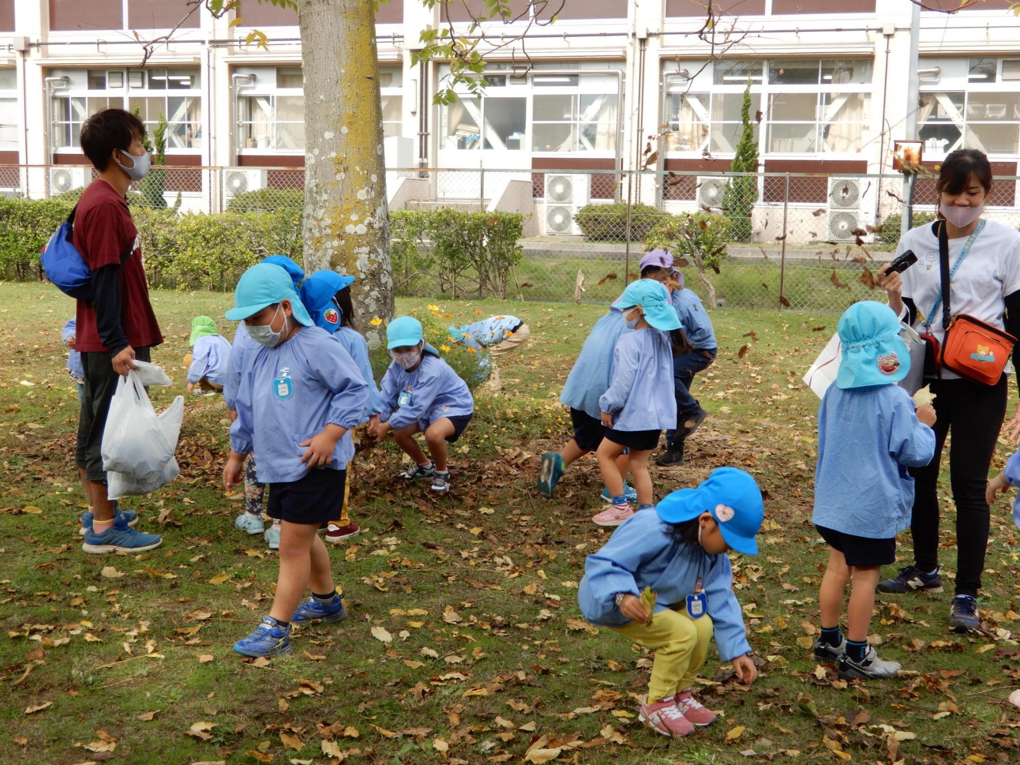 高砂公園内で赤黄オレンジ色に色付いた落ち葉を拾う4歳児5歳児クラスの園児たちの写真