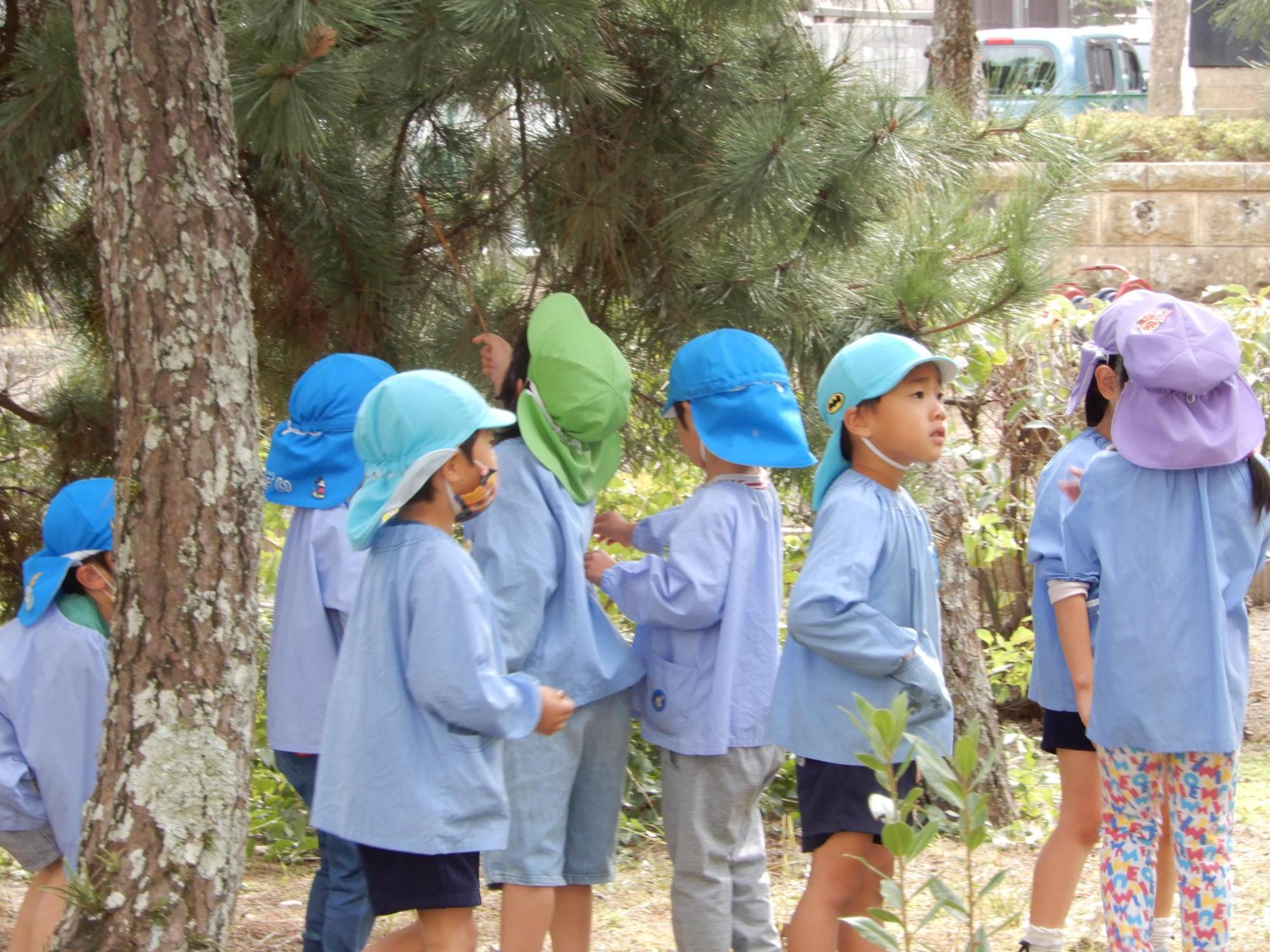 頭上にあるまつぼっくりを小枝でとろうとしている黄緑色の帽子を被った園児とその周りにいる園児たちを撮影した写真