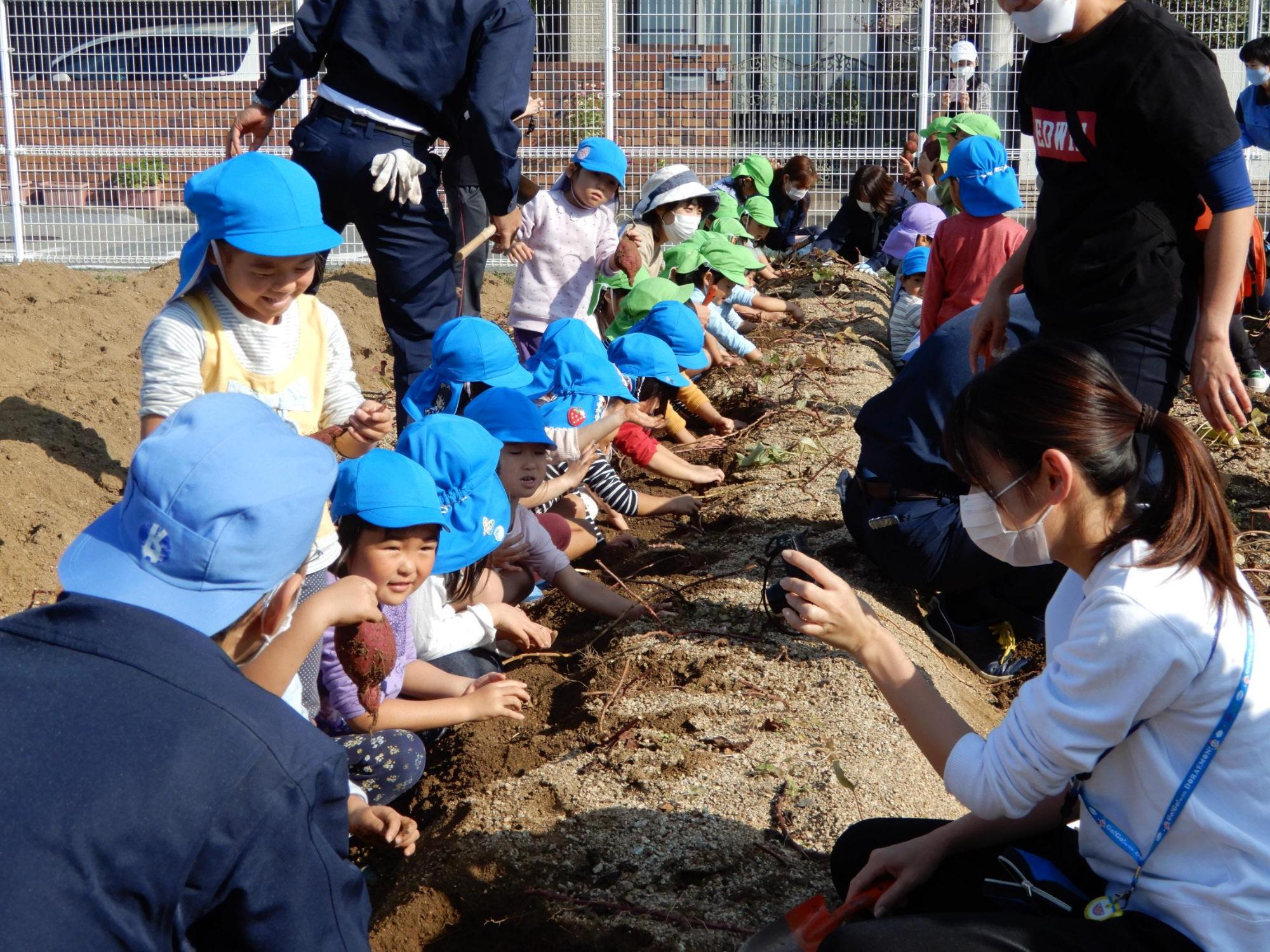 カネカの農園で保育園児たちが向かい合わせで縦二列になって中央に盛られた土から芋を掘り出そうとしておりその姿を見て農園関係者が保育園児に話しかけている写真