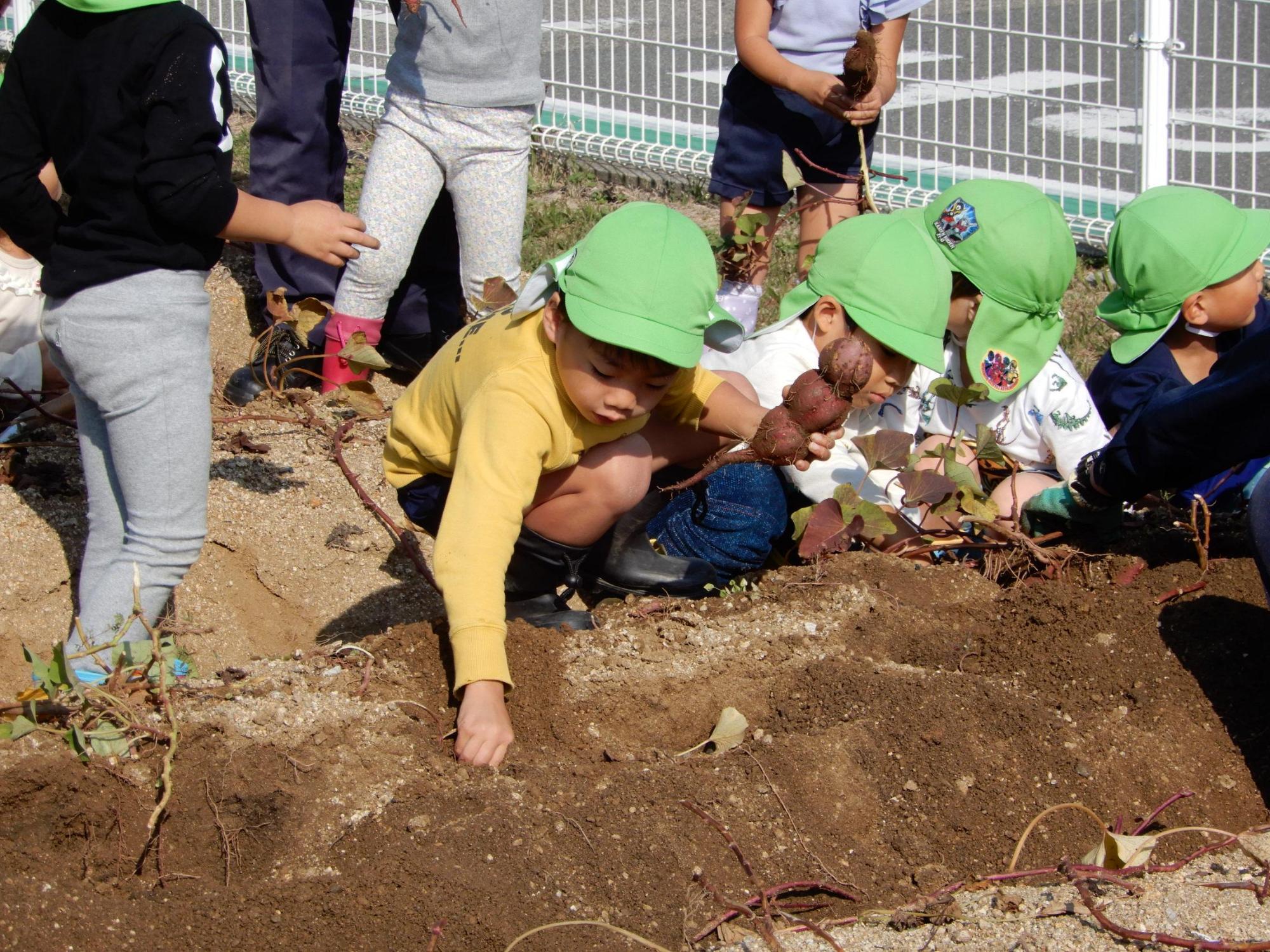 緑色の帽子を被った保育園児たちがしゃがみこんで盛り土の斜面から芋のつるを引っ張り出そうとしている様子の写真