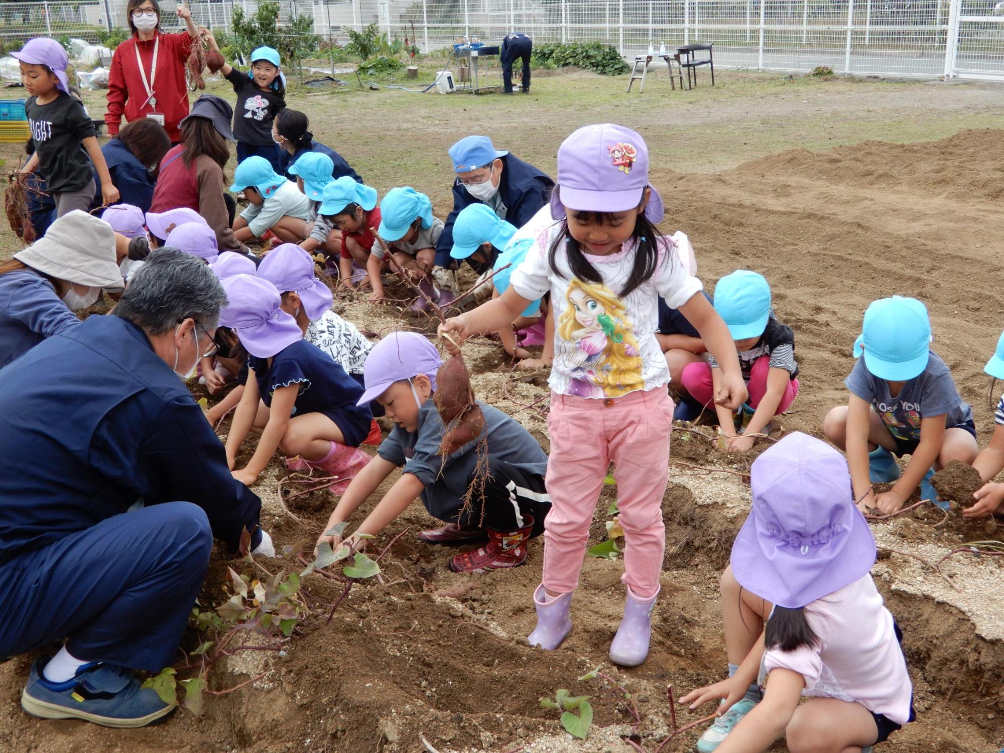 縦二列に並んで芋を掘っている保育園児たちとそれを手伝っているカネカの農園関係者とピンクのズボンを履いた1人の保育園児が立ち上がっている様子の写真