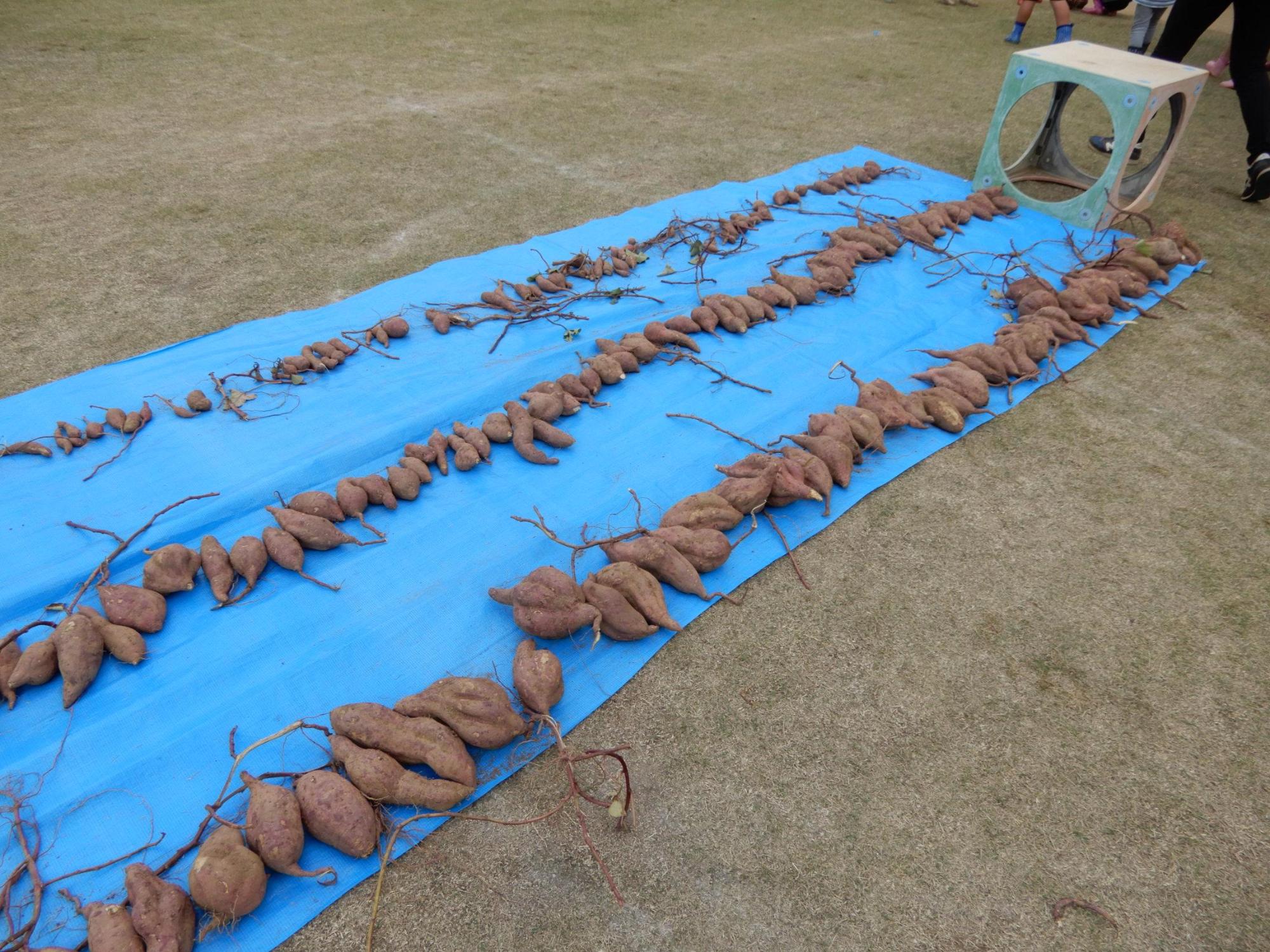 ブルーシートの上に横1列縦3列で並べられた4歳児クラスの園児たちが収穫した芋を上から撮影した写真