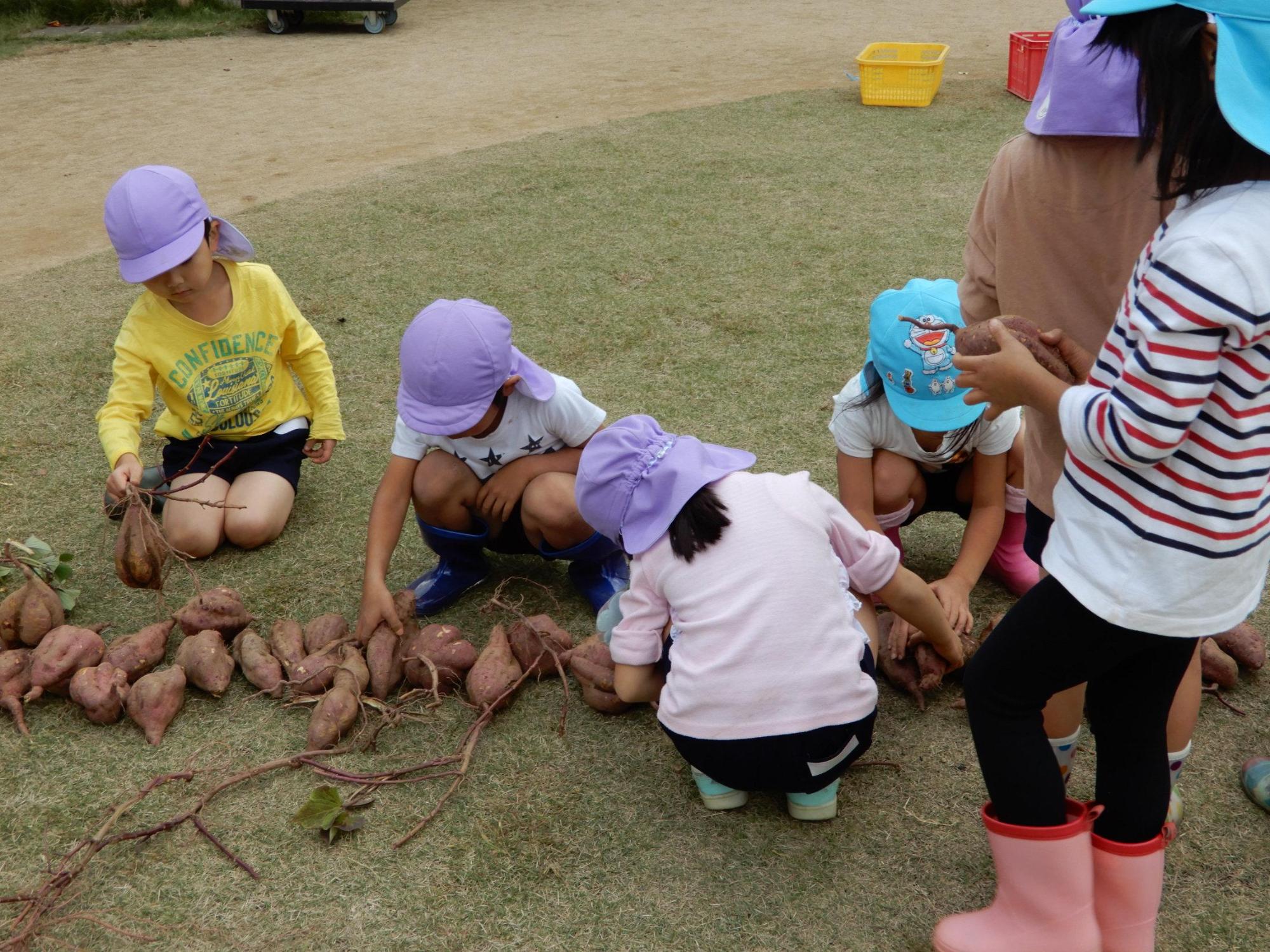 保育園児たちが地面に並べられた様々なサイズの芋の数を数えている写真