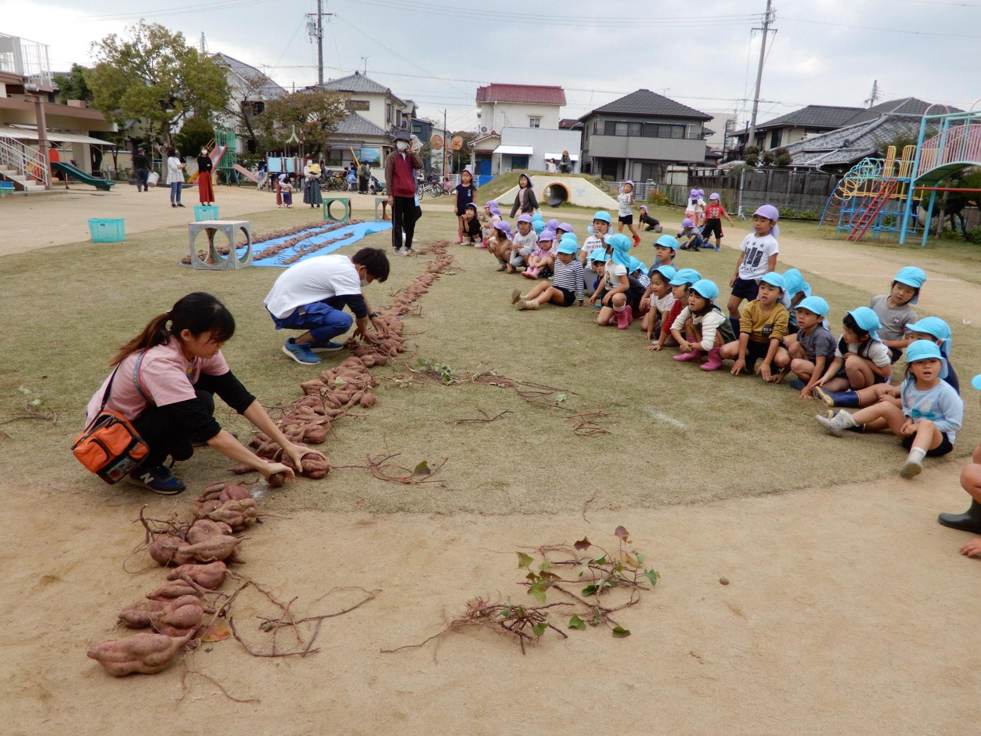 運動場に縦一列に並んだ芋の数を数えている大人2名とそれを眺めるように芋の列と並行にしゃがみこんでいる保育園たちの様子を芋の列の手前から奥に向かって撮影した写真