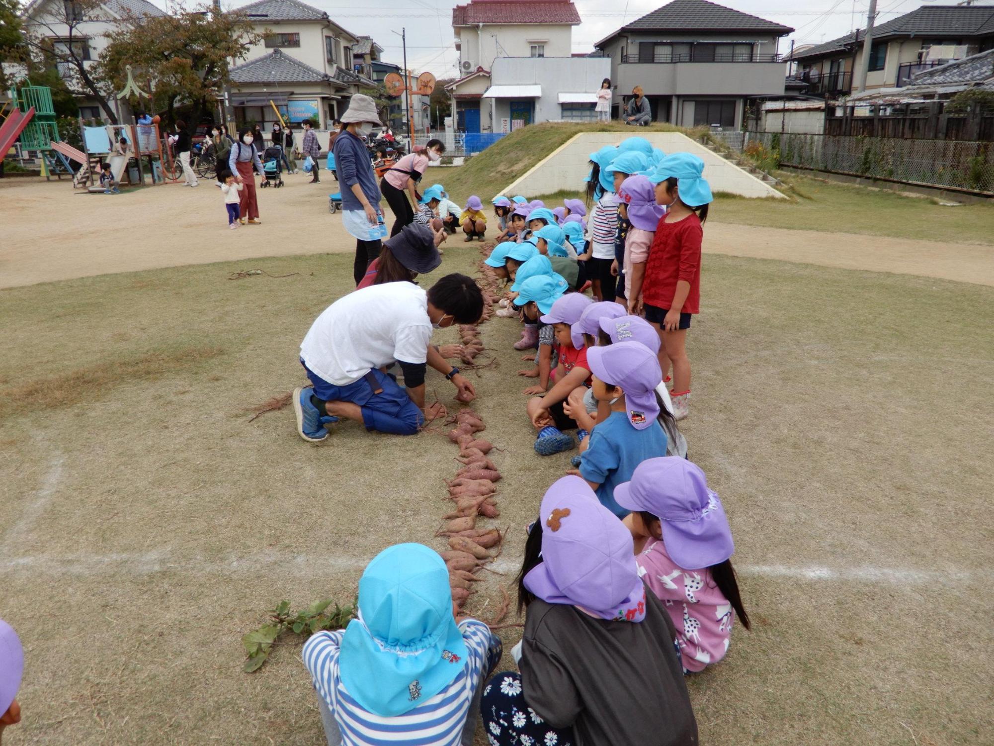 運動場に縦一列に並んだ芋の列に大人と保育園児たちが両側から近づきしゃがみこんで数を確認している様子の写真
