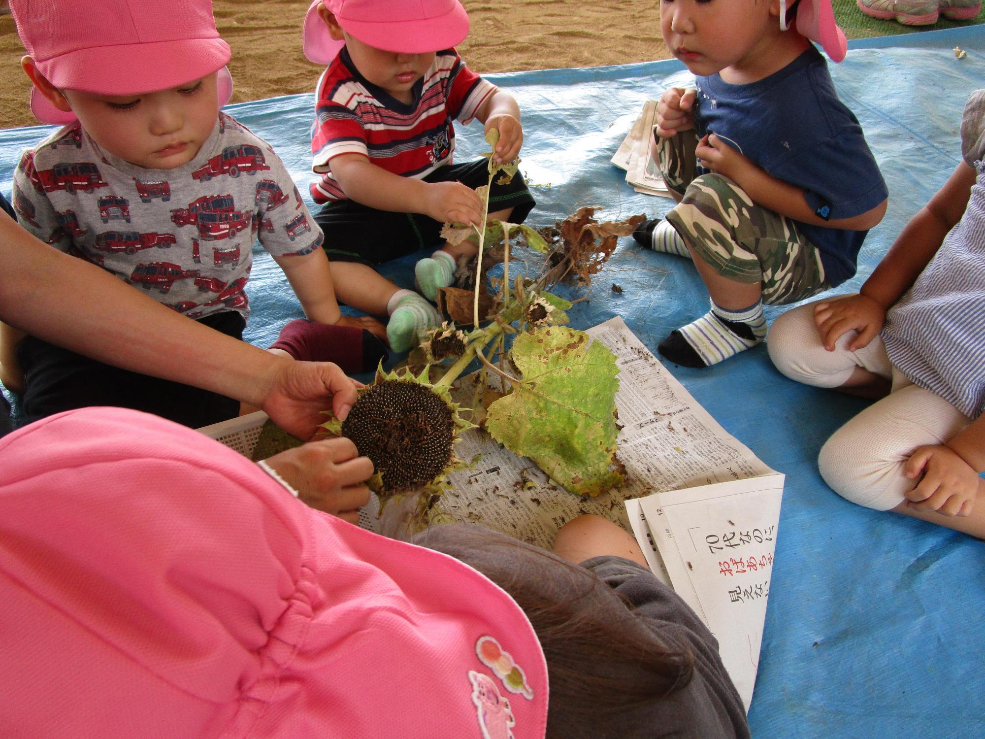 ブルーシートに敷かれた新聞紙の上で先生と一緒に前屈みになりながらひまわりの種をとる園児たちの写真