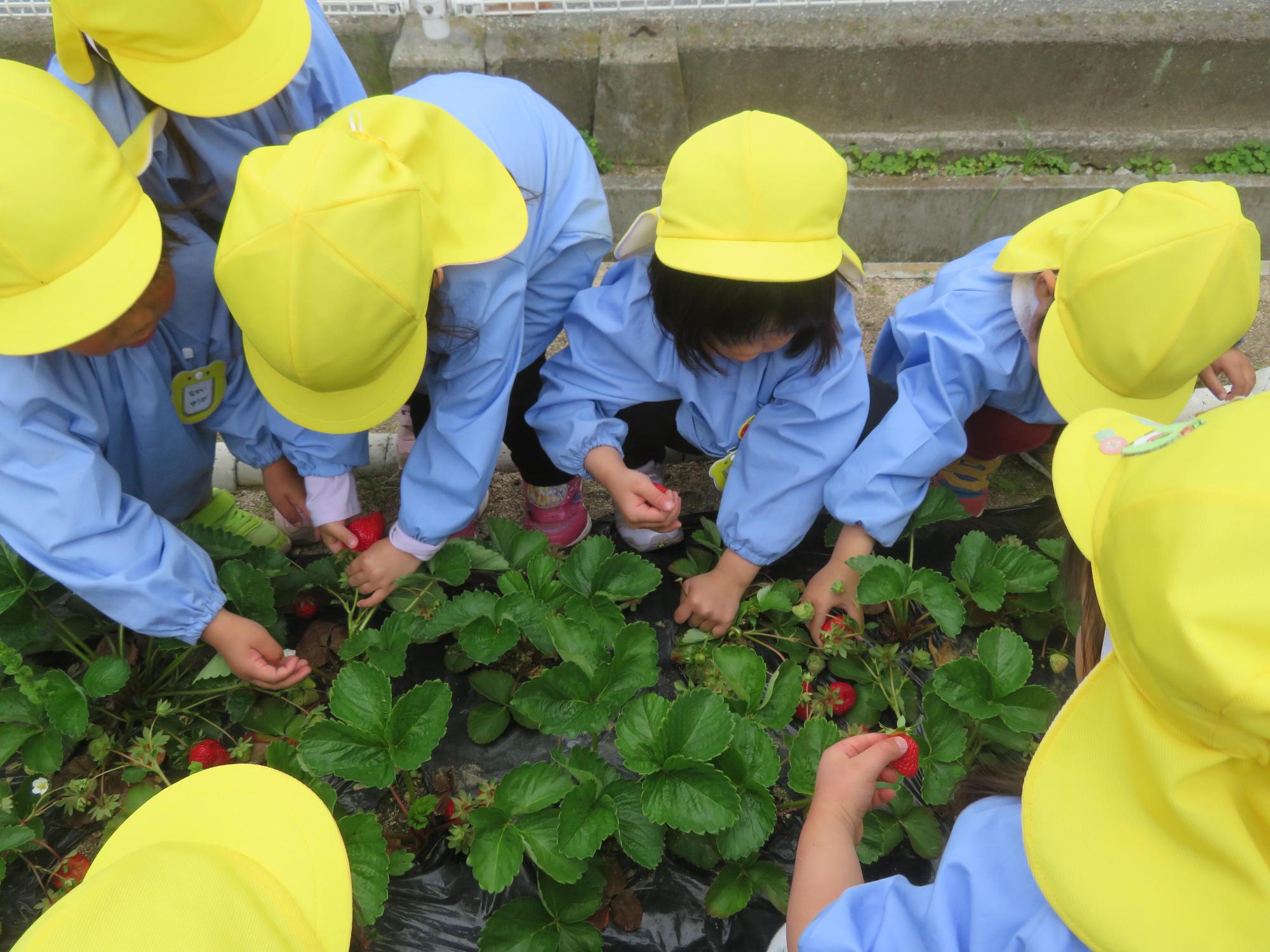 黄色い帽子を被った保育園児たちがイチゴの葉っぱが生い茂っているところに群がってイチゴを摘み取ろうとしている様子の写真