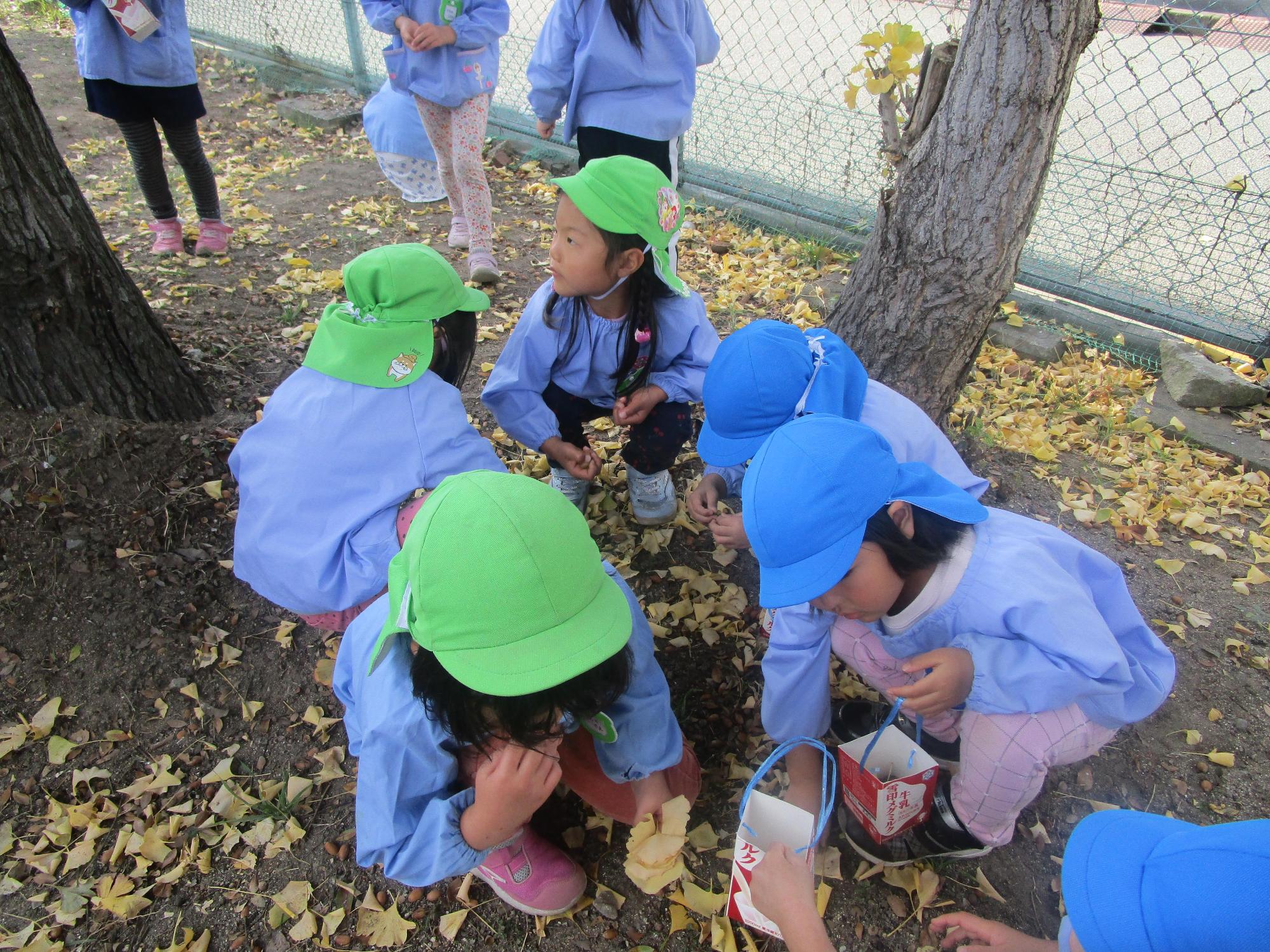黄色いイチョウの葉や桜の葉やドングリをしゃがみこんで袋に集めようとしている保育園児たちの写真