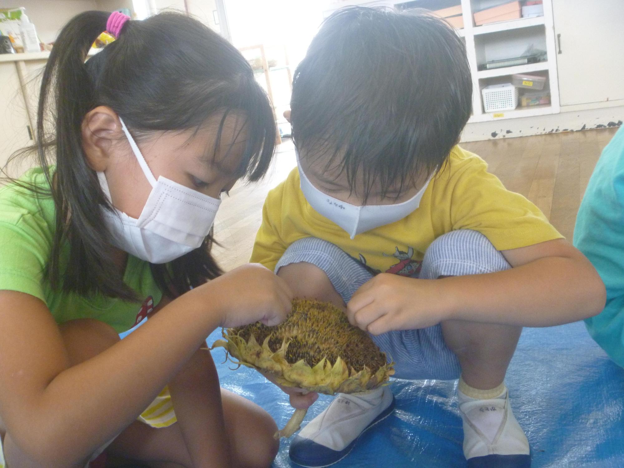 ブルーシートの上で協力しながら前屈みでひまわりの種をとる園児2人の写真