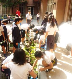 校舎に沿って並べられたプランターにゴーヤの苗を植える児童たちの写真