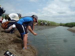 干潟に流れる小川に葦の竿を垂らしてカニ釣りをする子供たちの写真