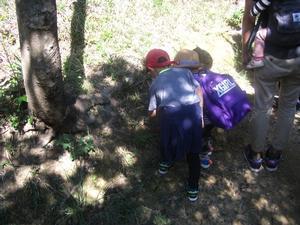 木の根元に生えている植物をしゃがんだり、腰をかがめながら見る子供たちの写真