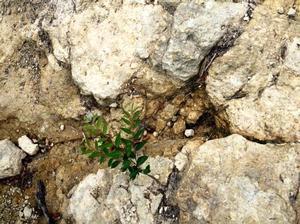 岩肌の裂け目に1本だけ生えている植物の写真