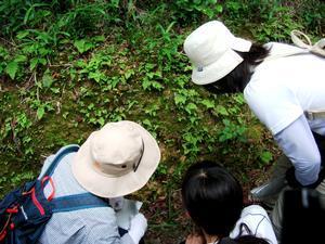 山すその湿地帯に自生する植物に顔を近づけながら観察する参加者たちの写真