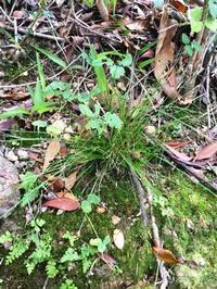 高御位山の山すその湿地帯に生えているノグサというカヤツリグサ科の植物の写真