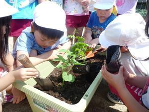 曽根保育園の園児たちが1つのプランターを囲んでゴーヤの苗を植えている写真