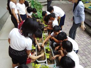校内の中庭の段差に並べられたプランターに苗を植えている児童たちの写真