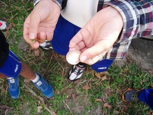 それぞれの手にカタバミの葉とコインを持つ児童の手元の写真