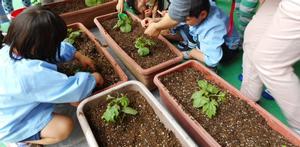 並べられたプランターにゴーヤの苗を植えていく園児たちの写真
