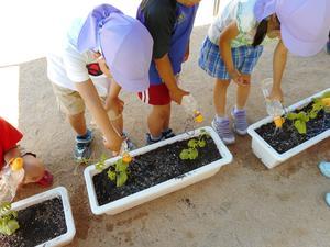 プランターに2本ずつ植えられたゴーヤの苗にペットボトル製のジョウロで水やりをする園児たちの写真