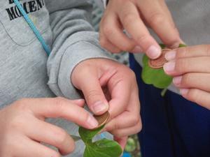 カタバミという草で黒ずんだ10円玉を磨く児童たちの手元を撮影した写真