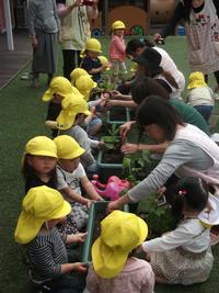 保育士の補助を受けながらプランターに苗の植え付け作業を行う園児たちの写真