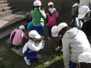 米田小学校の校内に生えている草を観察する児童たちの写真