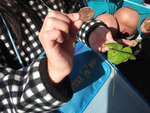 カタバミという草の葉で10円玉を磨く児童の手元の写真。葉の成分によって10円玉の黒ずみが取れる。