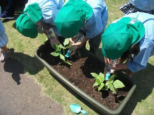 プランターにササゲ豆の苗を植える園児たちの写真。1つのプランターに2本ずつ植えている。