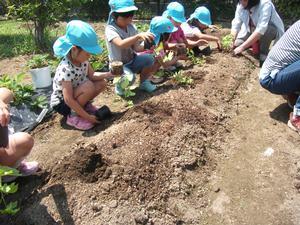 保育士の補助を受けながら畝にゴーヤの苗を植えていく園児たちの写真