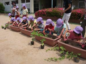プランターに土を入れて植え付けの準備をしている園児たちの写真。ササゲ豆の他、異なる種類の苗が用意されている。