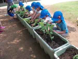 一列に並べられたプランターにササゲ豆などの苗を植える園児たちの写真