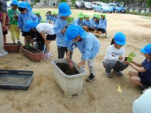 並べられたプランターの土をならしている園児たちとその脇で植える苗を準備している園児たちの写真