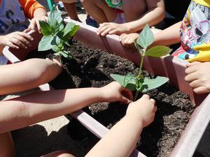 プランターにササゲ豆の苗を植える園児たちの手の写真