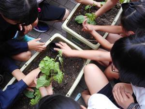 プランターにゴーヤの苗を植える児童たちの写真