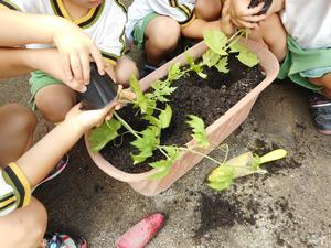 園児たちがプランターにゴーヤの苗を植えようとしている写真。苗ポットをさかさまにして苗を取り出そうとしている。