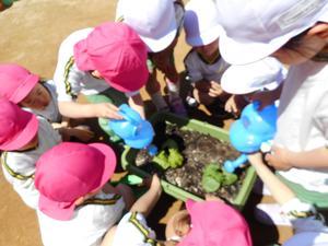 プランターに植えられたゴーヤの苗に小さなジョウロで水をやる園児たちの写真