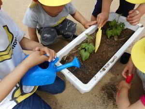 園児たちがプランターにゴーヤの苗を植えている写真。スコップで土をならしたりジョウロで水やりをしている。