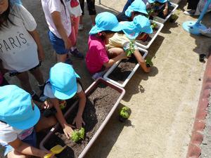 プランターにゴーヤの苗を植える園児たちの写真。いくつかあるプランターに分かれて作業をしている。