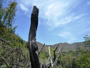 高御位山の山火事の跡が残る場所を撮影した写真。途中で折れた黒焦げの木も写っている。