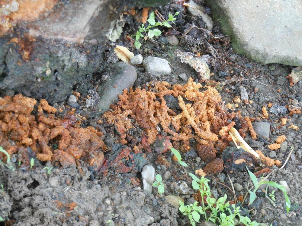 フラスと呼ばれる幼虫のフン（提供：兵庫県）