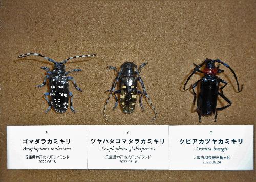 その他のカミキリムシとの比較（※ゴマダラカミキリは在来種です）