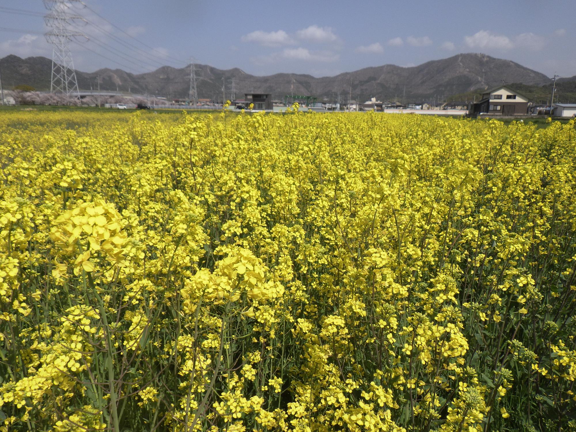 菜の花画像