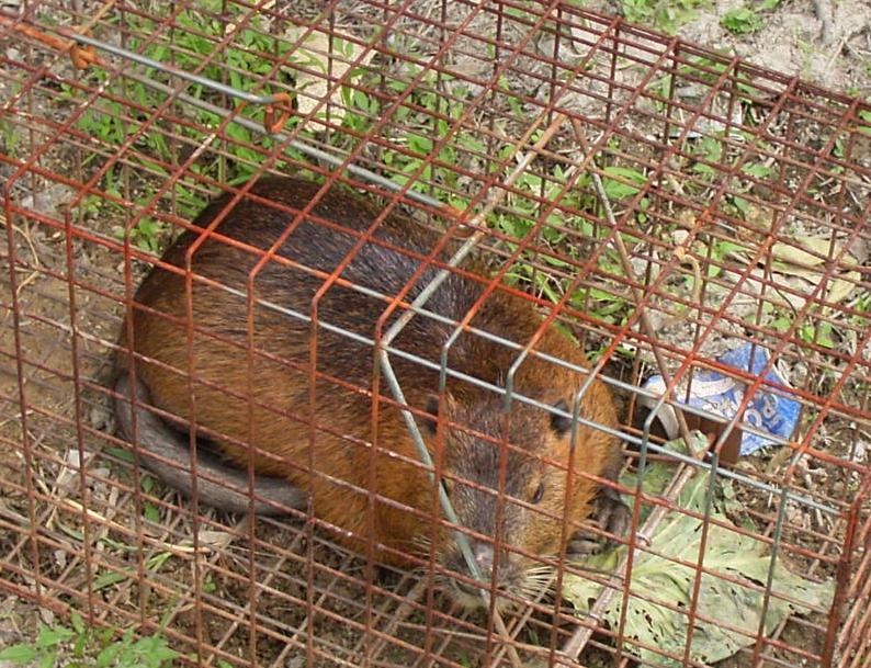 市内で捕獲されたヌートリア