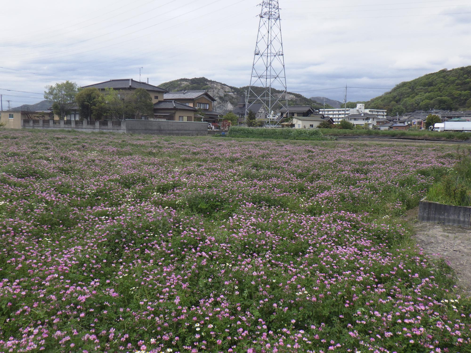 レンゲ画像