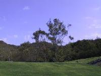 青空と森を背に大きな木が立っている写真