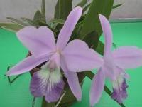 薄紫の花弁が開いている2つの花の写真