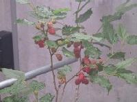 赤い小さな果実が複数実っていて周りに小さな葉っぱが複数生えている写真
