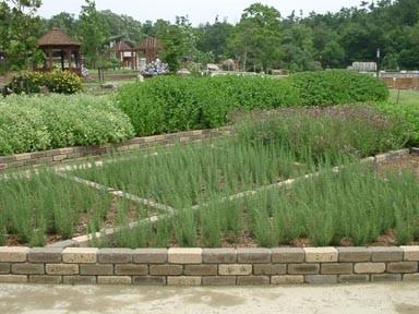 何種類ものハーブが区画で分かれて栽培されているハーブ園の写真